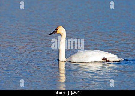 Le Cygne la natation sur le lac dans la lumière du matin. Banque D'Images