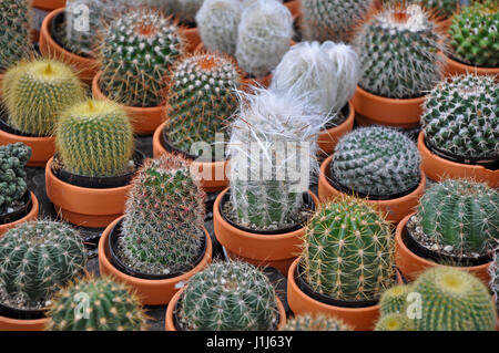 Cute Mini assorties cactus en pots en argile Banque D'Images