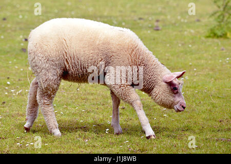 Les juvéniles (Ovis aries) , variété de Cotentin français, la marche sur l'herbe vu de profil Banque D'Images