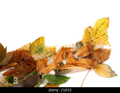 Feuilles séchées d'automne. Isolé sur fond blanc avec copyspace Banque D'Images