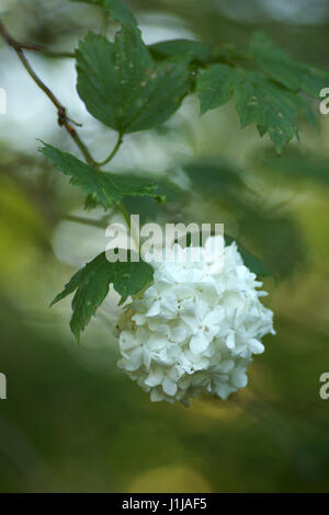 Viburnum opulus 'Roseum' Banque D'Images