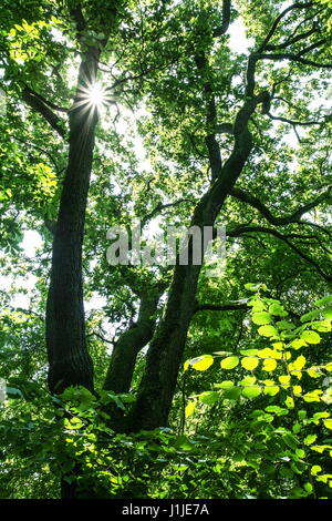 Soleil brille à travers les arbres sur le sol forestier Banque D'Images