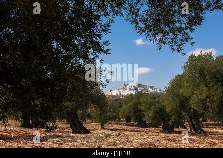 Ostuni, vu depuis une oliveraie sur Contrada Rosada, Pouilles, Italie Banque D'Images