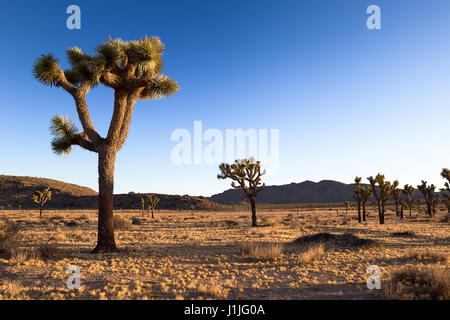 Parc national de Joshua Tree, paysage pittoresque du désert de Californie Banque D'Images