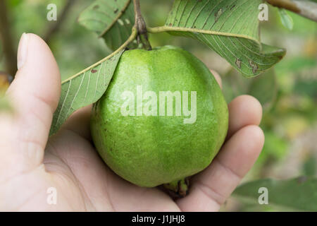 Fruit de goyave organique sur tree in close up Banque D'Images