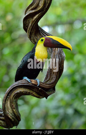 Chestnut-mandibled Toucan forêt tropicale au Costa Rica Banque D'Images