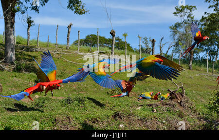 Aras rouges dans le parc national Corcovado Costa Rica Banque D'Images