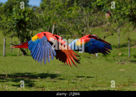 Aras rouges dans le parc national Corcovado Costa Rica Banque D'Images