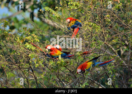Aras rouges dans le parc national Corcovado Costa Rica Banque D'Images