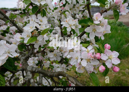 Sussex, UK Apple Blossom blanc teinté de rose sur tree in Spring Banque D'Images