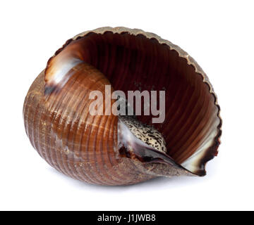 Très gros escargot de mer vivantes (Tonna galea ou tun géant) isolé sur fond blanc. Banque D'Images