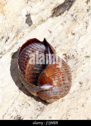 Très gros escargot de mer vivantes (Tonna galea) sur la roche à sun summer day Banque D'Images