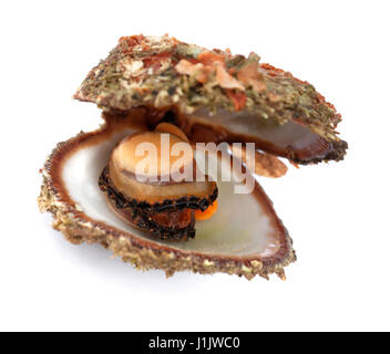 Les fruits de mer crus dans ouvert shell. Isolé sur fond blanc. Focus sélectif. Banque D'Images