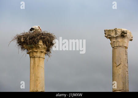 Fouilles de la ville romaine dans l'archéologique de Volubilis, au Maroc. Banque D'Images