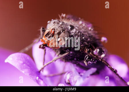 Super macro photo de fly Banque D'Images