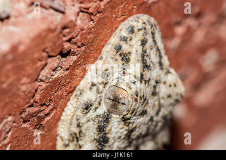 Mur mauresque gecko (Tarentola mauritanica) sur un mur de brique rouge Banque D'Images