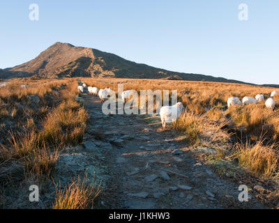 Une montée de la MOEL Capel Curig de Siabod, Parc National de Snowdonia, le Nord du Pays de Galles Banque D'Images