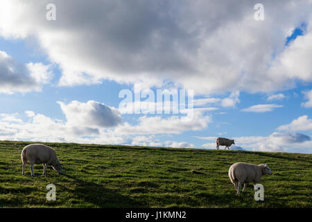 Moutons mangeant de l'herbe sur l'une des digues sur Texel aux Pays-Bas Banque D'Images