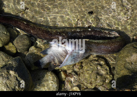 Moray eal a capturé un gros poisson, tous deux morts, Bonaire, île, Caraïbes Banque D'Images