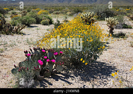 Fleurs sauvages fleurissent dans Anza-Borrego Desert State Park Banque D'Images