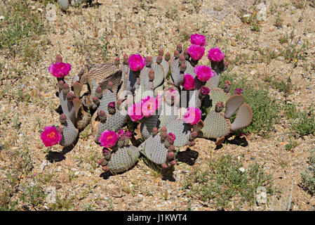 Cactus en fleur de castor en Anza-Borrego Desert State Park Banque D'Images