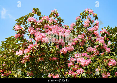 Rhododendron fleurs de Noël Banque D'Images