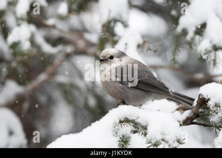 Geai gris / Meisenhaeher ( Perisoreus canadensis ) en hiver pendant les chutes de neige, également connu sous le nom de Canada Jay ou Whiskey Jack, Yellowstone, Wyoming, USA,. Banque D'Images