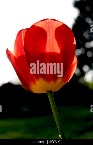 Tulipe rouge rétroéclairé brille dans le soleil du soir Banque D'Images