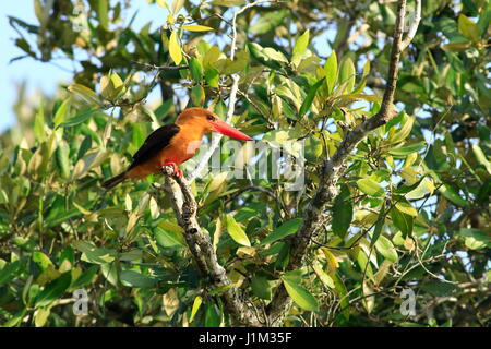 Brown-Khoirapakha Machranga ou kingfisher ailé à Sundarbans. Bagerhat, Bangladesh. Banque D'Images