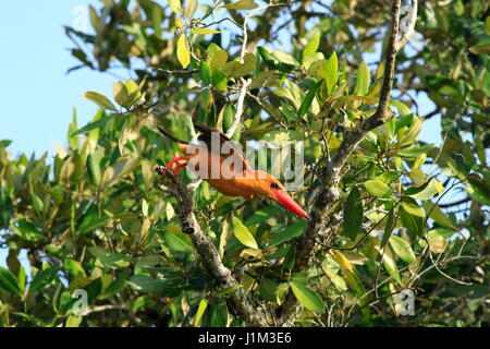 Brown-Khoirapakha Machranga ou kingfisher ailé à Sundarbans. Bagerhat, Bangladesh. Banque D'Images