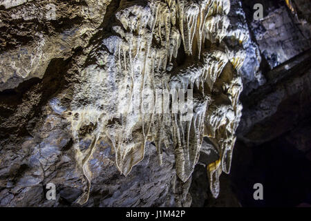 Flowstone / sheetlike grotte des tentures, des dépôts de calcite suspendu du plafond dans les grottes de Han-sur-Lesse / Grottes de Han, Ardennes, Belgique Banque D'Images