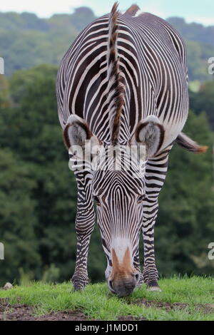 Le pâturage Zebra à West Midlands Safari Park, Royaume-Uni Banque D'Images