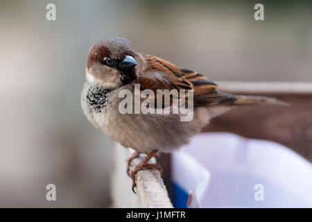 Sparrow normal est assis sur le bord de la clôture. Banque D'Images