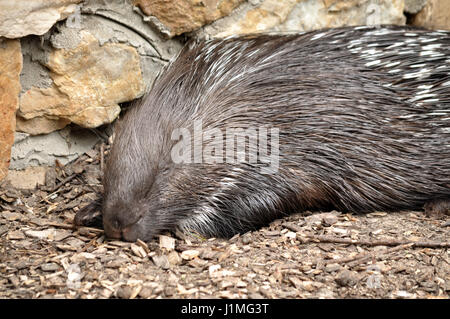 Animal photographie du gros plan. Couchage Porcupine et chauffée au soleil. Banque D'Images