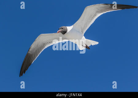 Mouettes riant en vol à la suite de l'Galveston-Bolivar ferry dans la baie de Galveston. Banque D'Images