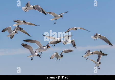 Mouettes riant mendier de la nourriture de la part de passagers sur Galveston-Bolivar ferry dans la baie de Galveston. Banque D'Images