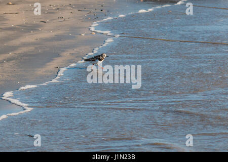 Pluvier semipalmé à jouer dans les vagues sur Galveston East Beach in early morning light. Banque D'Images