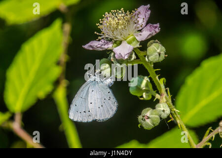 Une colline bleue couverture est assis sur une fleur Banque D'Images