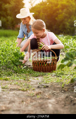 Mère et fille avec panier plein de petits pois dans le jardin Banque D'Images