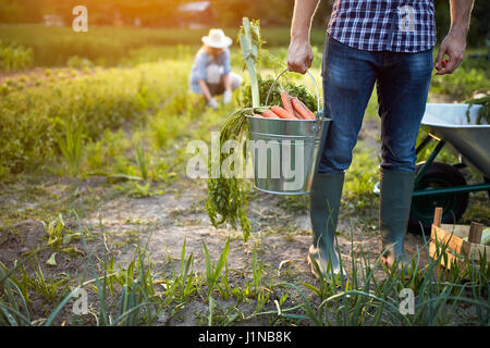 À partir de carottes dans le jardin godet métallique dans la région de farmer's hands, Close up Banque D'Images