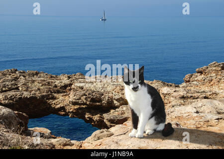 Chat domestique, Tuxedo, noir et blanc, assis sur une falaise rocheuse au bord de la mer Banque D'Images