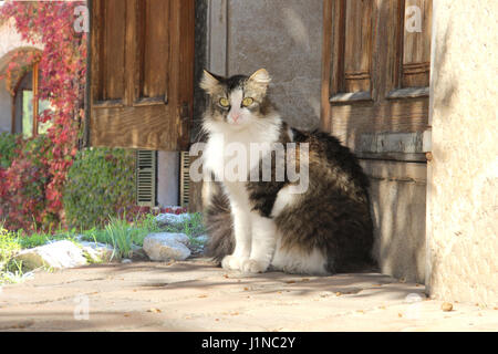 Chat domestique, noir blanc tabby à poil long, mix, assis devant une porte en bois Banque D'Images