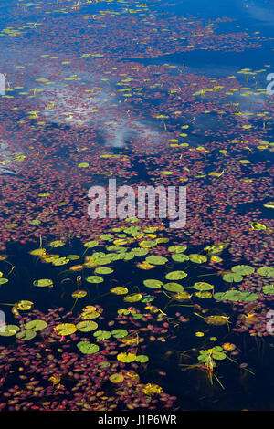 Les feuilles de nénuphar sur Tomahawk River, comté d'Oneida Banque D'Images