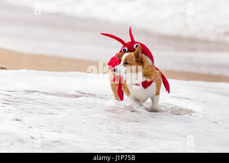 Plage de Corgi jour. Welsh Corgi costume en jouant sur la plage. Banque D'Images