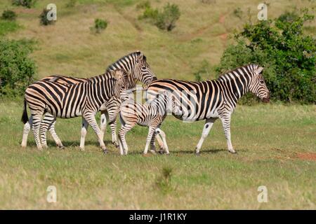 Zèbres de Burchell (Equus quagga burchellii), adultes et poulain marche dans la prairie, parc national Addo, Eastern Cape, Afrique du Sud, l'Afrique Banque D'Images
