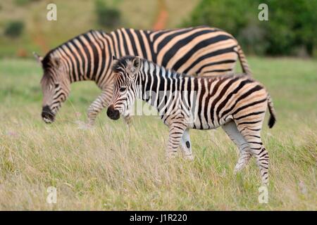 Zèbres de Burchell (Equus quagga burchellii), poulain de marcher sur l'herbe, le Parc National de Addo, Eastern Cape, Afrique du Sud, l'Afrique Banque D'Images