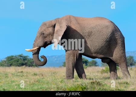 Bush africain elephant (Loxodonta africana), mâle adulte se nourrit de l'herbe, Addo Elephant National Park, Eastern Cape, Afrique du Sud, l'Afrique Banque D'Images