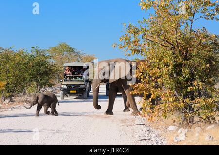 Bush de l'Afrique de l'éléphant (Loxodonta africana), la mère et l'enfant traversant chemin de terre, en face de véhicules de safari, Etosha National Park, Namibie, Afrique Banque D'Images