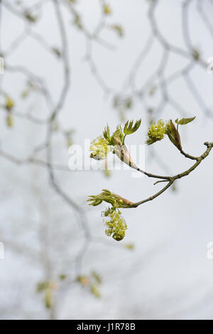 Acer macrophyllum. L'érable de l'Oregon / Bigleaf Maple Tree nouvelles fleurs et feuilles au début d'avril. UK Banque D'Images