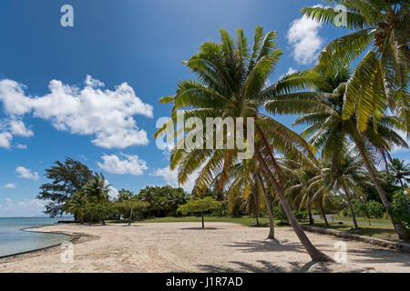 Palmiers sur la plage en face du Marae Taputapuatea, Raiatea, Polynésie Française Banque D'Images